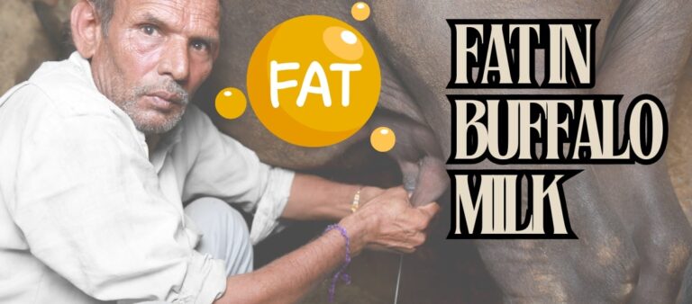 fat in buffalo milk