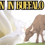 protein in buffalo milk