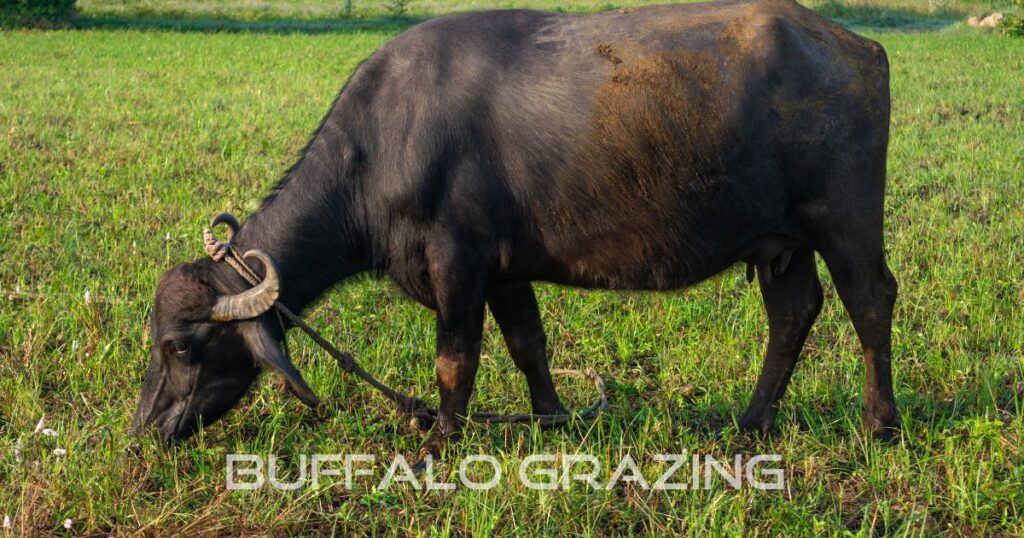 Buffaloes grazing 