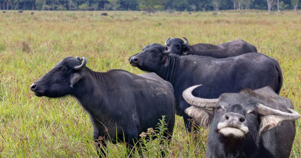 Happy buffaloes in a pasture