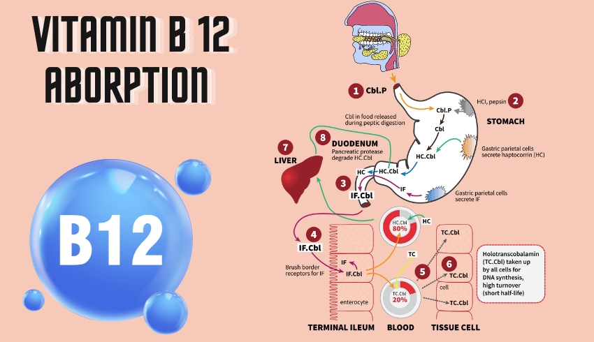 Visual guide to Vitamin B12 absorption, detailing its progress from the mouth, through the stomach, and into the small intestine, ending with blood transport via transcobalamin.